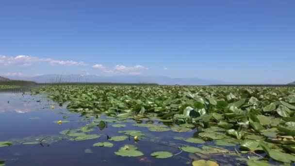 Вид Движущегося Катера Знаменитое Озеро Скадар Монтенегро — стоковое видео