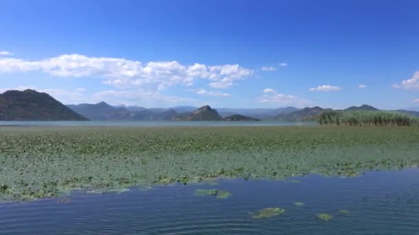 Utsikt Från Rörlig Båt Den Berömda Sjön Skadar Montenegro — Stockvideo