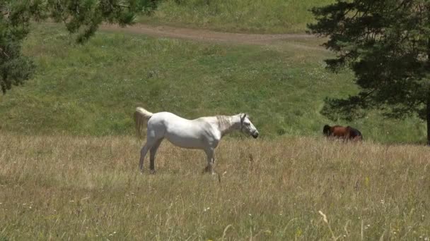 Witte Paard Grazen Weide Zomer — Stockvideo