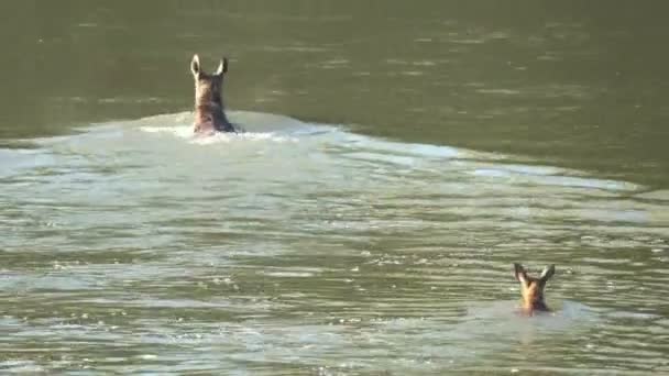 Dişi Geyik Geyik Yavrusu Nehir Boyunca Yüzer Kıyıya Çıkar — Stok video
