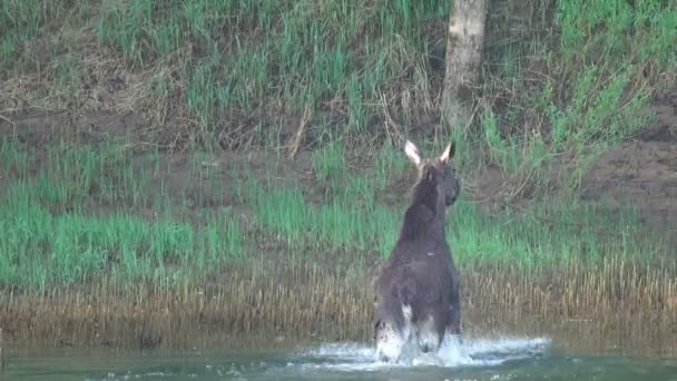 女性のムースは川に沿って泳いで上陸します — ストック動画