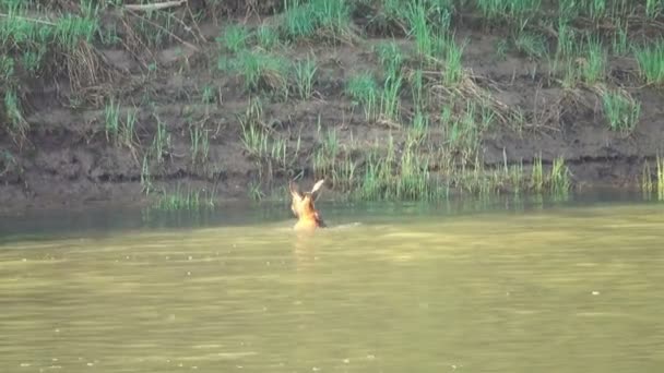 Ελάφι Κολυμπάει Κατά Μήκος Του Ποταμού Και Βγαίνει Στην Ξηρά — Αρχείο Βίντεο