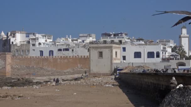 Viele Möwen Essaouira Altstadt Der Atlantikküste Marokko — Stockvideo