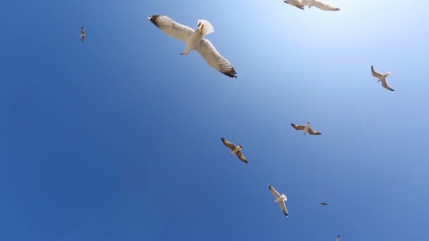 Many Seagulls Fly Blue Sky Sunny Day — Stock Video
