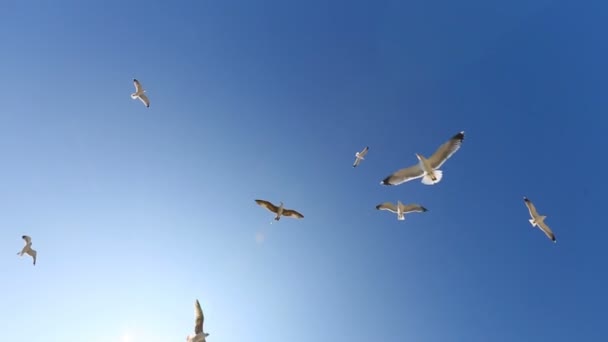 Many Seagulls Fly Blue Sky Sunny Day — Stock Video
