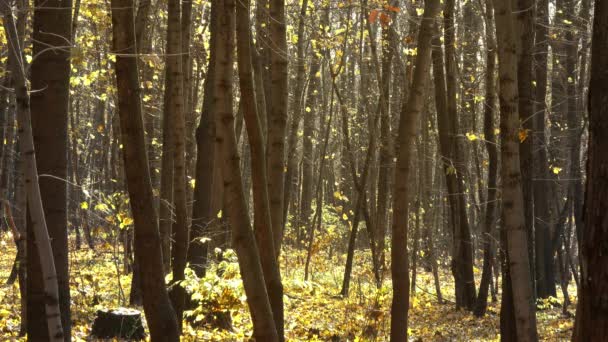Paisagem Com Folhas Amarelas Caindo Floresta Outono — Vídeo de Stock