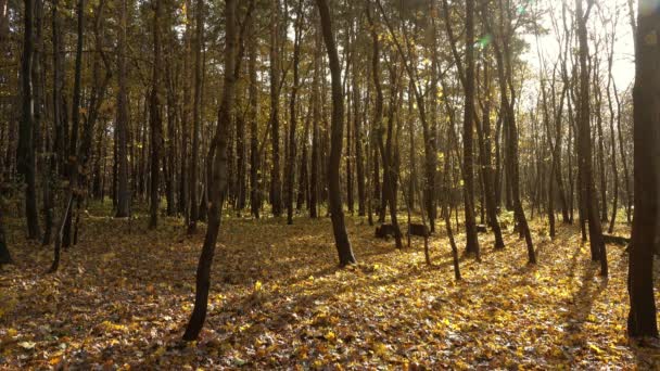 Τοπίο Πεσμένα Κίτρινα Φύλλα Στο Φθινόπωρο Του Δάσους — Αρχείο Βίντεο
