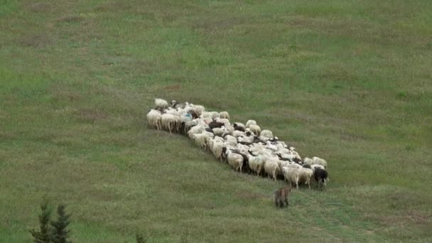Troupeau Moutons Surveillé Par Chien Sur Champ Vert Toscane Italie — Video