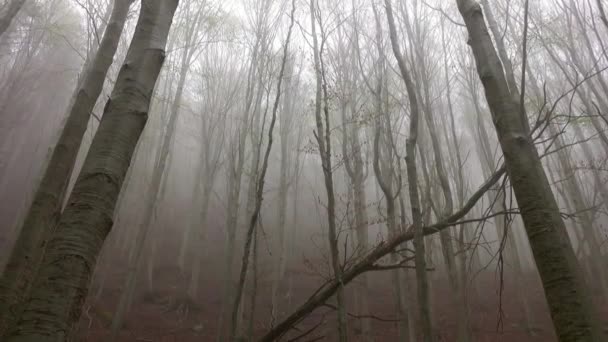 Paysage Dans Une Forêt Printanière Matin Brumeux Vue Inclinée — Video