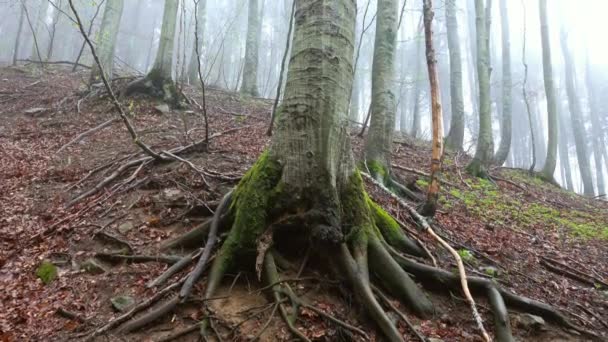 Landschaft Einem Frühlingswald Neblig Morgen Neigung Ansicht — Stockvideo