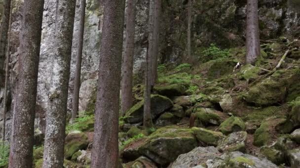 Paisagem Uma Floresta Montanha Escura Com Rochas Panorama — Vídeo de Stock