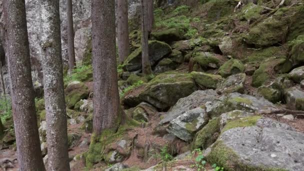 Paisaje Bosque Montaña Oscura Con Rocas Vista Inclinada — Vídeos de Stock