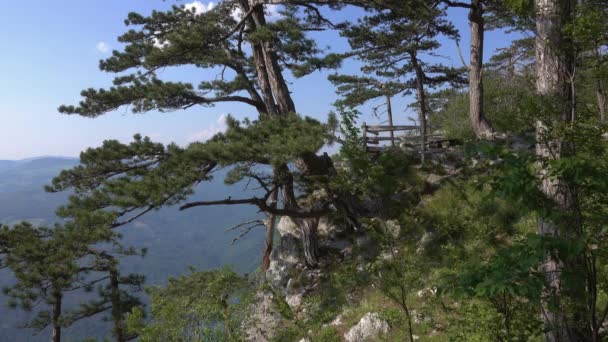 Uitkijkpunt Banjska Stena Rots Bij Tara Berg Met Uitzicht Canyon — Stockvideo