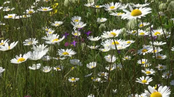 Gänseblümchen Auf Einer Wiese Aufgenommen Mit Geringer Schärfentiefe — Stockvideo