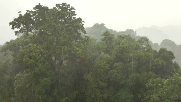 Chuvas Fortes Floresta Tropical Asiática — Vídeo de Stock