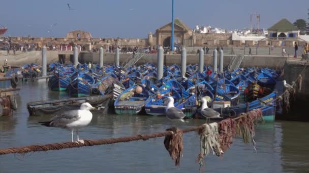 Blå Fiskebåtar Hamnen Essaouira Och Måsar Förgrunden Marocko — Stockvideo