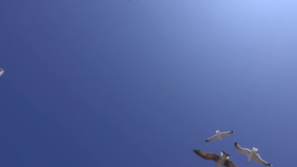 Muchas Gaviotas Vuelan Contra Cielo Azul Día Soleado — Vídeo de stock