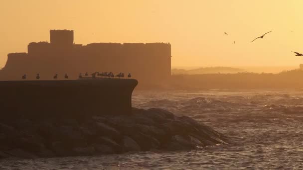 モロッコ 4Kの空飛ぶカモメと日没の空の背景とEssaouira砦シルエット — ストック動画