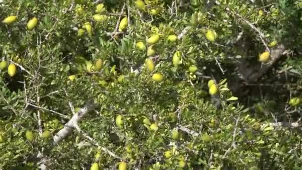 Argan Nuts Sapotaceae Argania Spinosa Growng Ramo Árvore Verde Marrocos — Vídeo de Stock