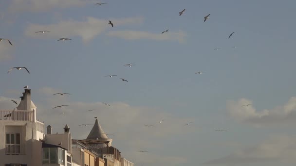Måsar Som Flyger Över Den Muromgärdade Staden Essaouira Marocko Vid — Stockvideo