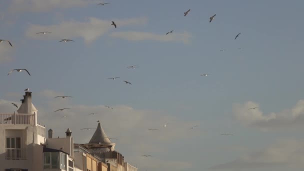 Gabbiani Che Sorvolano Città Murata Essaouira Marocco Tramonto — Video Stock