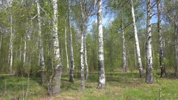 Forêt Bouleaux Été Russie — Video