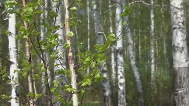 Floresta Vidoeiro Verão Rússia — Vídeo de Stock