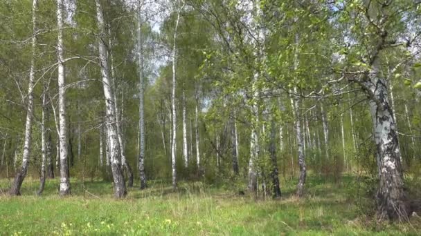 俄罗斯的夏季桦树林 — 图库视频影像
