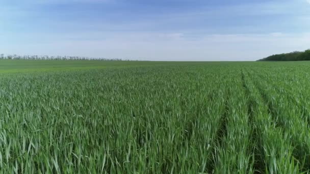 Пролетая Над Зелеными Сельскохозяйственными Полями Весной — стоковое видео