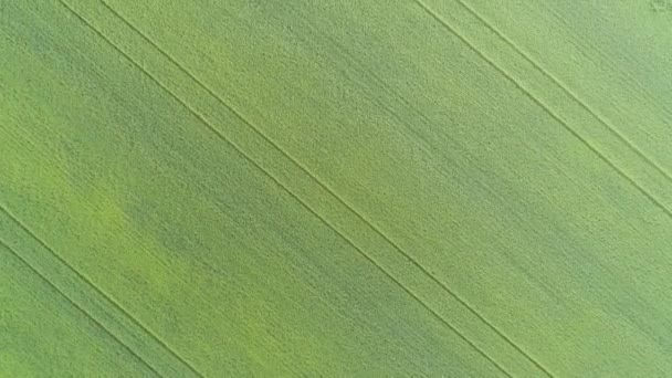Flygfoto Över Gröna Åkrar Jordbruk Våren — Stockvideo