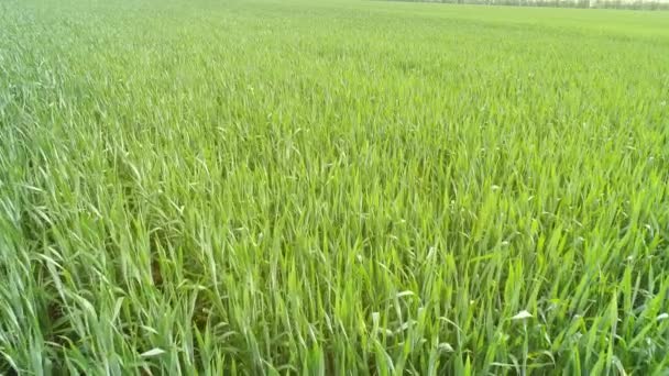 Volare Campi Agricoli Verdi Primavera — Video Stock