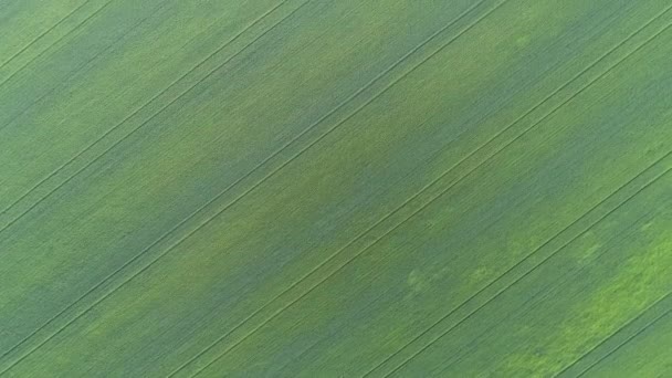 春季绿色农田的空中俯瞰 — 图库视频影像