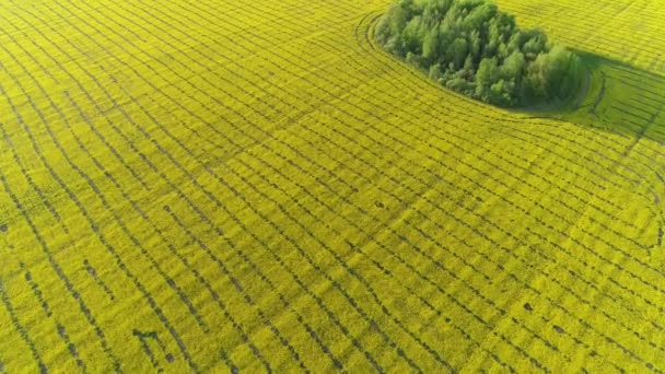 Çiçek Açan Kolza Tohumu Tarlasında Hava Manzarası — Stok video