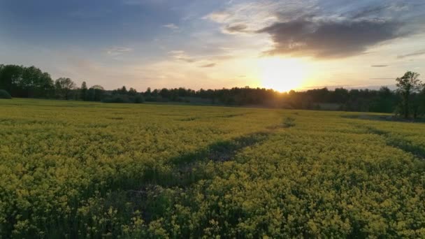 Gün Batımında Güzel Çiçekli Kolza Tohumu Tarlasında Hava Manzarası — Stok video