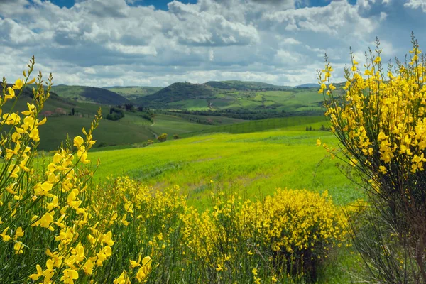 Paisagem Das Colinas Toscana Com Flores Amarelas Primeiro Plano Primavera — Fotografia de Stock