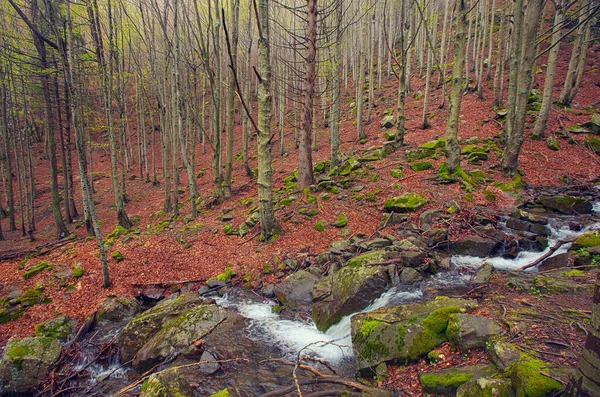 Krajina Jarním Bukovém Lese Vodopádem Mlhavého Rána — Stock fotografie