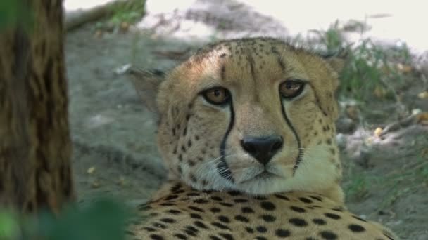 Leugenaar Jaguar Close Portret — Stockvideo