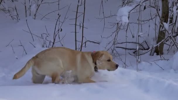 Labrador Retriever Fiatal Kutya Játszik Szabadban Télen — Stock videók