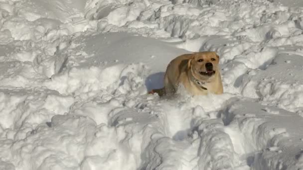 Labrador Retriever Ung Hund Spelar Utomhus Snö Vintern — Stockvideo