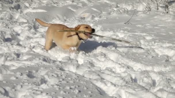 冬に雪の中で屋外で遊んでラブラドールの取得若い犬 スローモーション — ストック動画