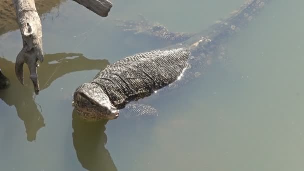 Varan Nadando Río Tailandia — Vídeos de Stock