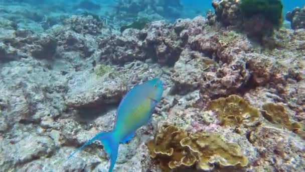 Andaman Denizi Nde Papağan Balığı Tayland — Stok video