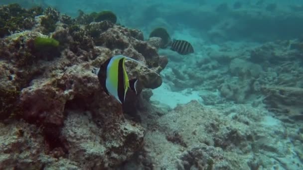 Ídolo Morisco Zanclus Cornutus Nadando Sobre Los Arrecifes Coral — Vídeos de Stock