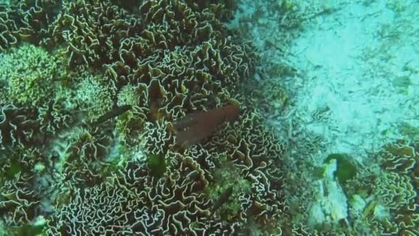 Χταπόδι Ανάμεσα Στα Κοράλλια Στη Θάλασσα Andaman Ταϊλάνδη — Αρχείο Βίντεο