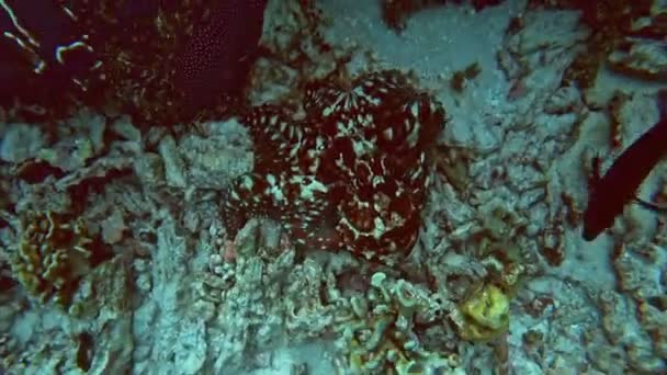 Octopus Onder Koralen Andamanzee Thailand — Stockvideo