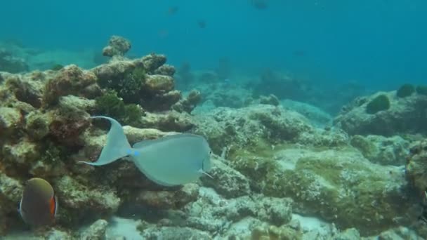 Espinha Azul Unicórnio Naso Unicornis Nadando Águas Tropicais Oceano Índico — Vídeo de Stock