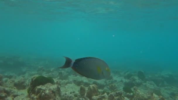 Peces Cirujano Aleta Amarilla Acanthurus Xanthopterus Nadando Aguas Tropicales Del — Vídeo de stock