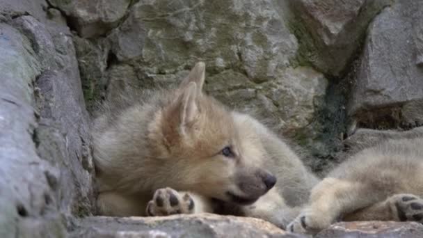 岩石上的白狼宝宝 — 图库视频影像