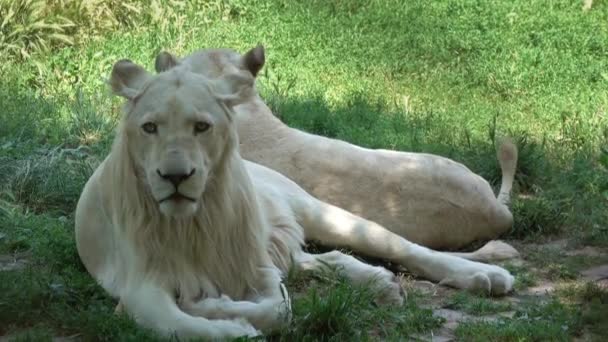 Twee Witte Leeuwen Liggen Het Groene Gras — Stockvideo