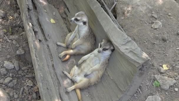 Zwei Erdmännchen Liegen Baumstamm — Stockvideo